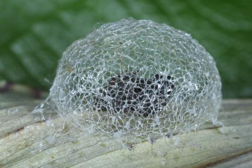 Hyperinae